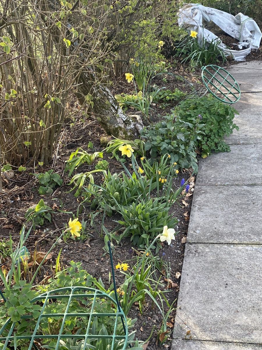 The House beside the Rowan