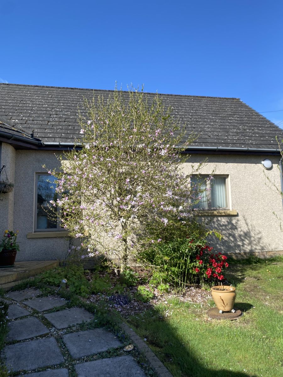 The House beside the Rowan