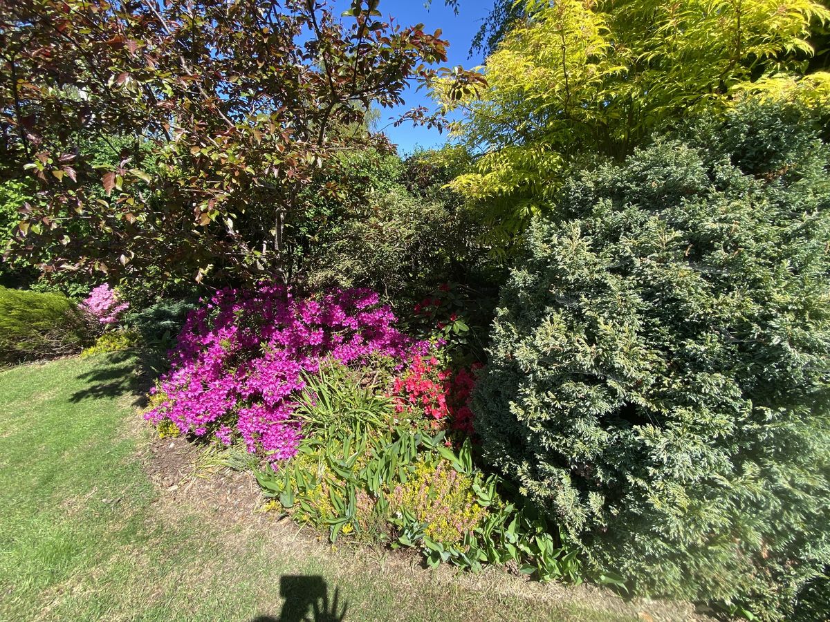 The House beside the Rowan