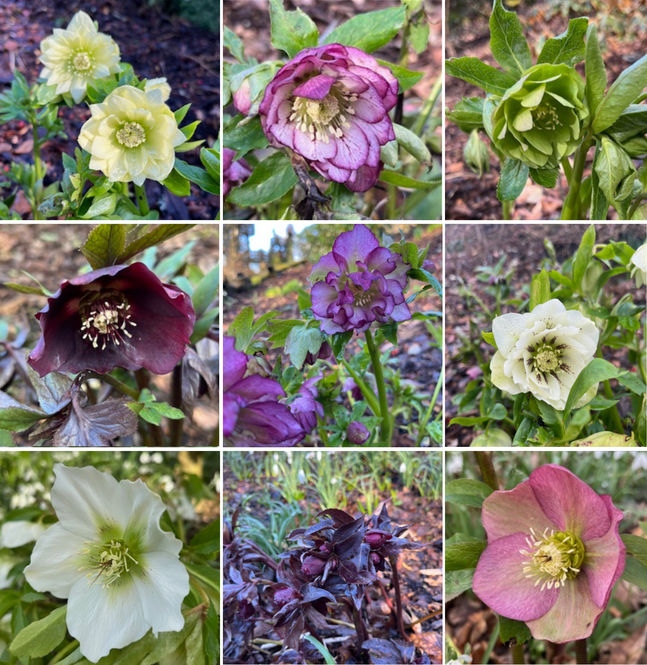 kiklands-hellebores.jpg