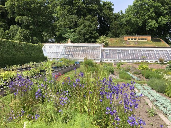 Poyntzfield Herb Nursery ©Finlay Ross, Poyntzfield Herb Nursery
