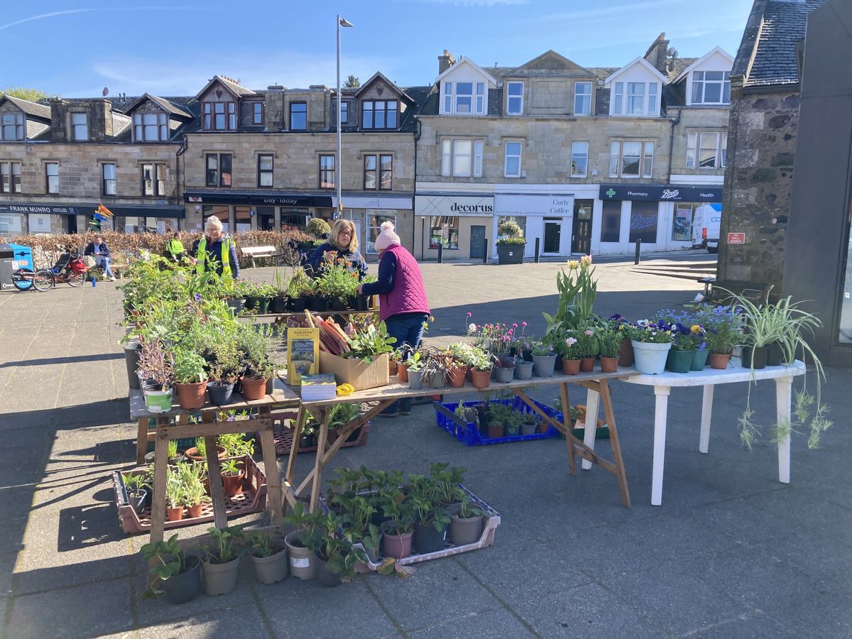 SGS Kilmacolm Plant Sale