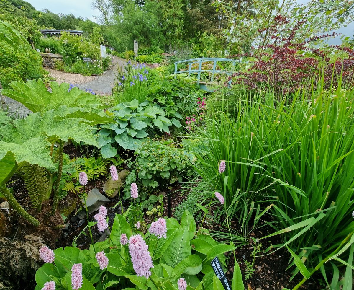 Quercus Garden Plants