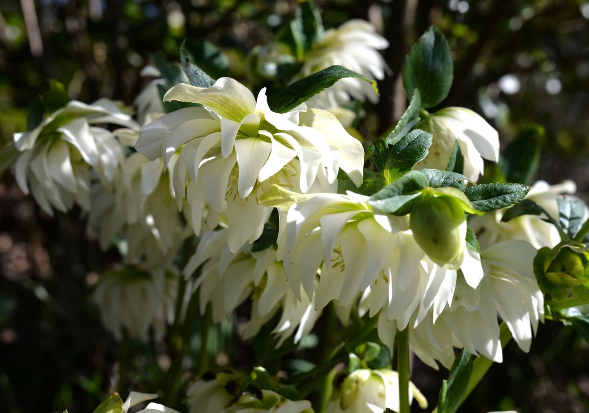 Teasses Garden Hellebores