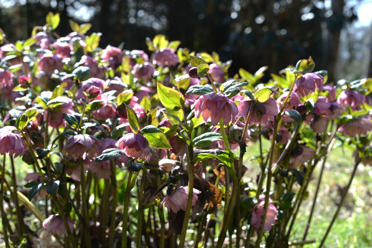 Teasses Garden Hellebores