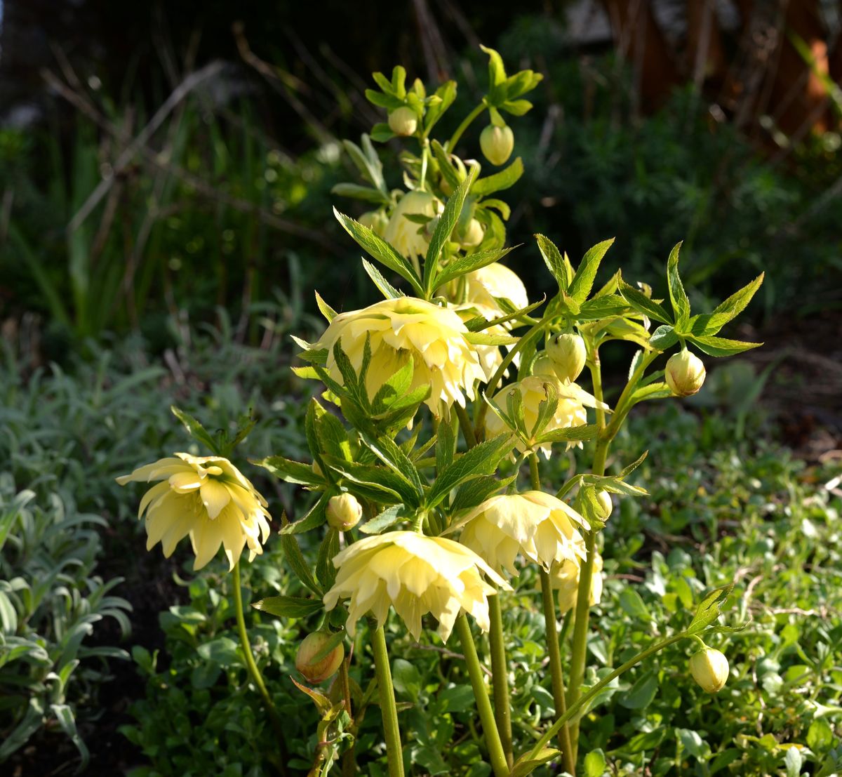 The Tower Hellebores
