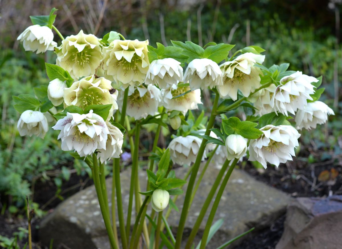 The Tower Hellebores
