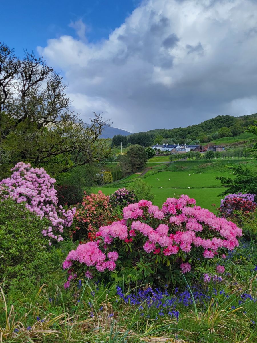 Angus's Garden, Barguillean