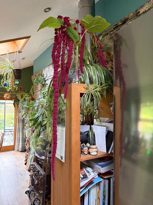amaranthus.jpg