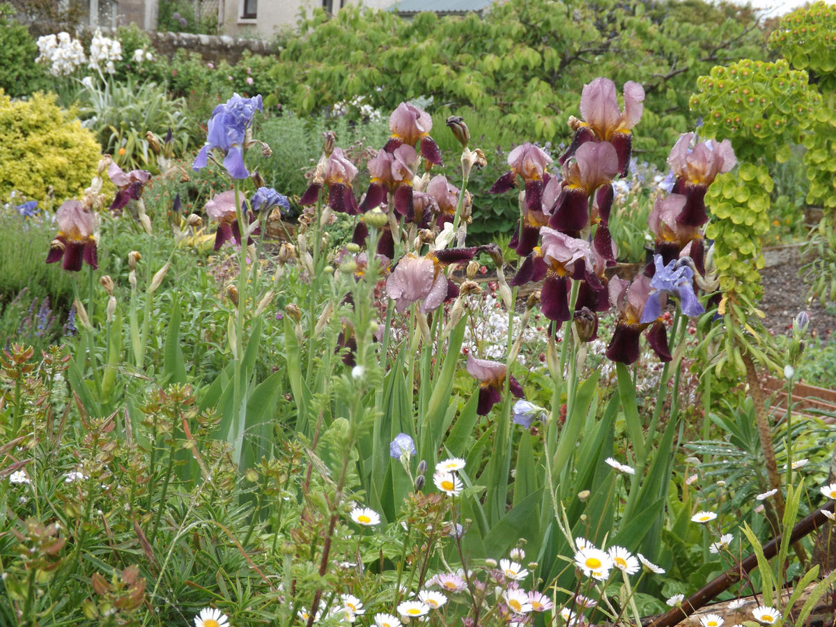 Boarhills Village Gardens