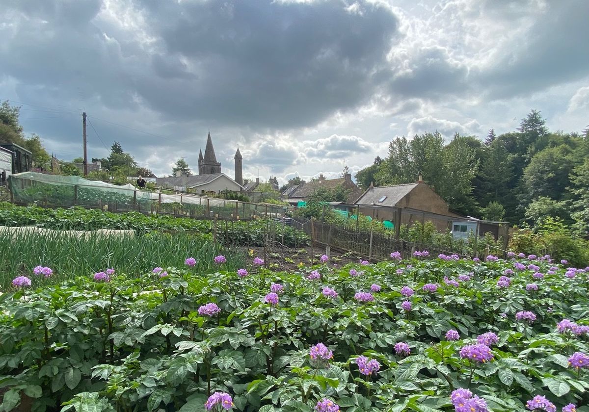 Brechin Gardens in June