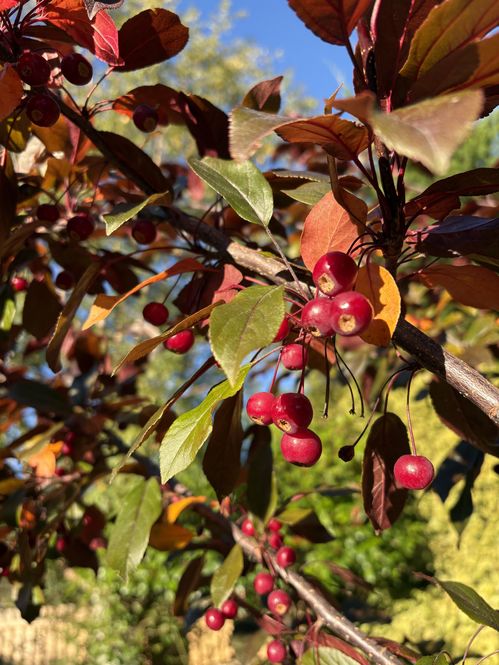 crabapples.jpg