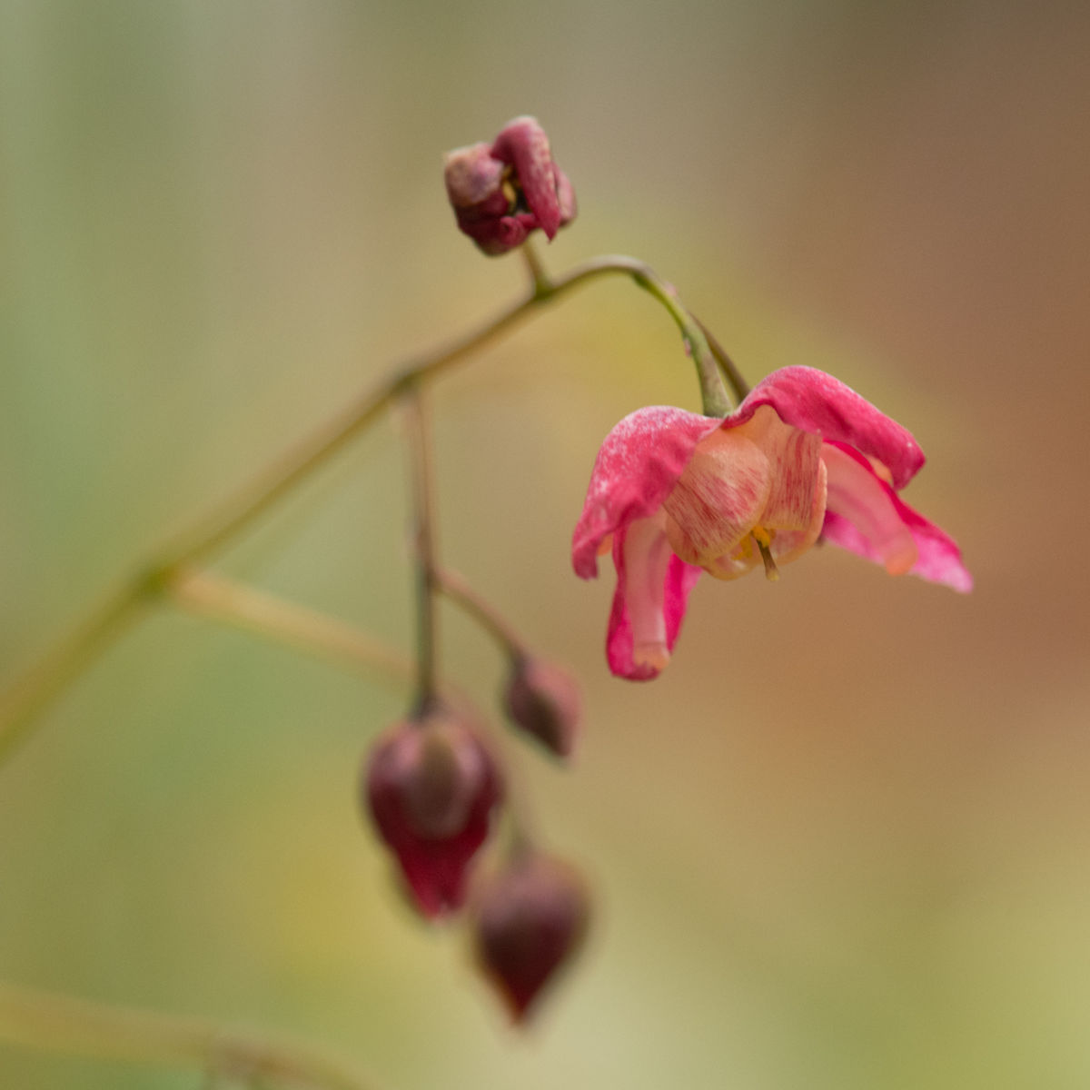 1 Alvah Terrace, epimedium