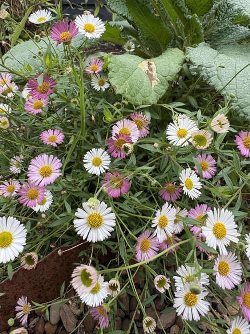 erigeron.jpg