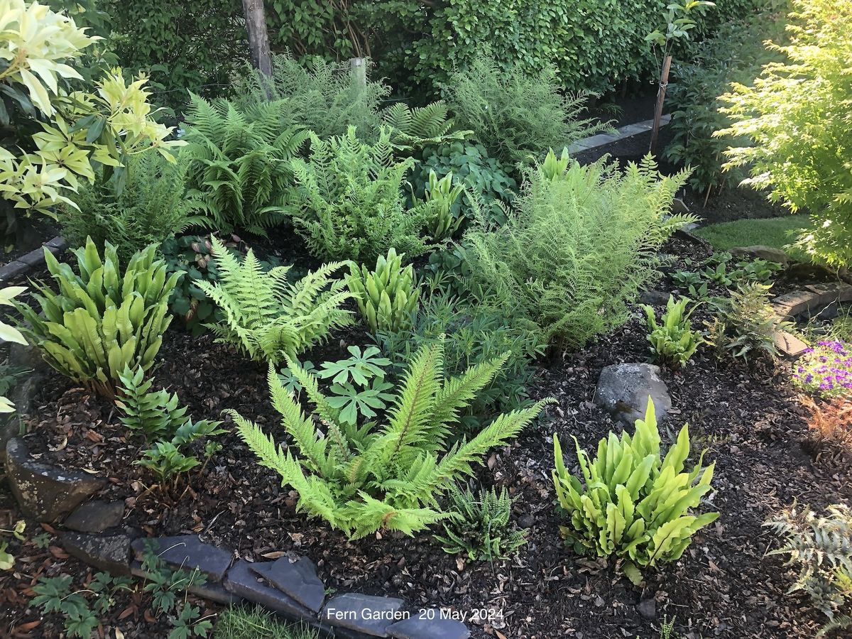 Fern garden