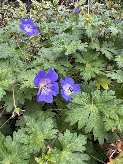 geranium-rozanne.jpg