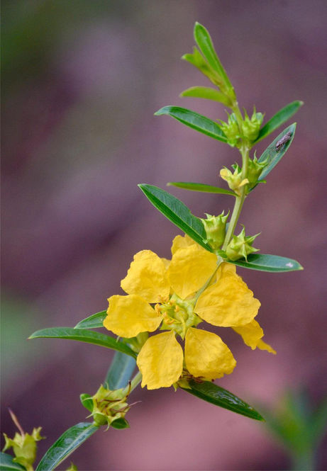 heimia-salicifolia-2.jpg ©Maurice