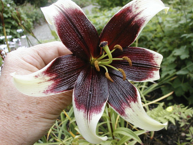 lilium-nepalense-1.jpg