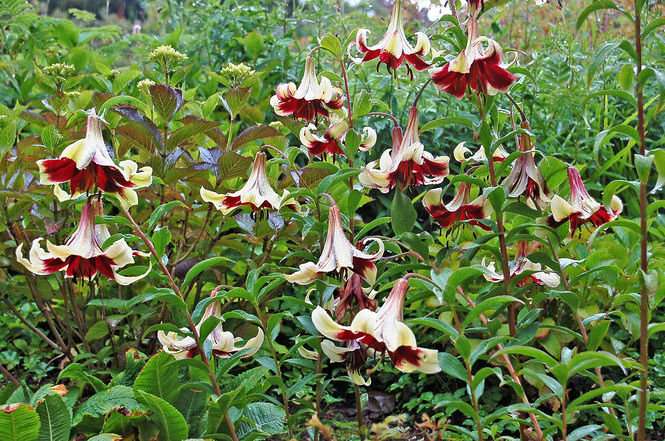 lilium-nepalense-2.jpg