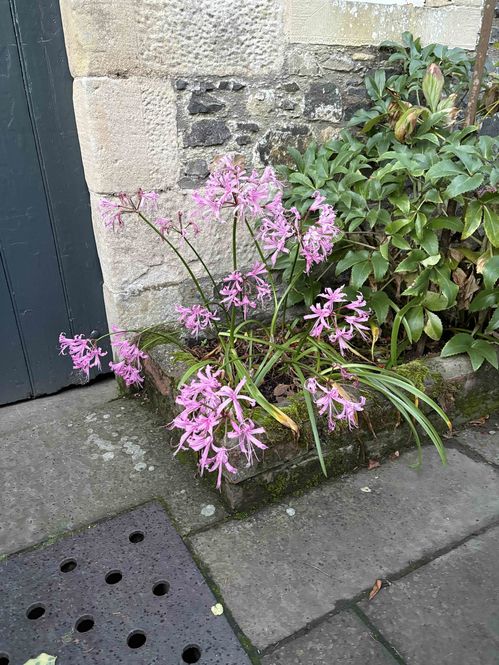 nerines.jpg