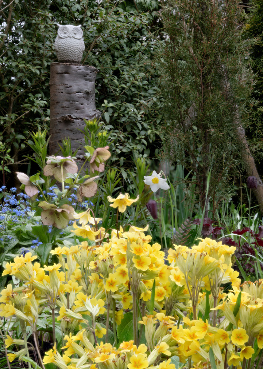 1 Alvah Terrace, polyanthus & owl