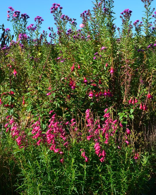 penstemon-aster-willowhill.jpg