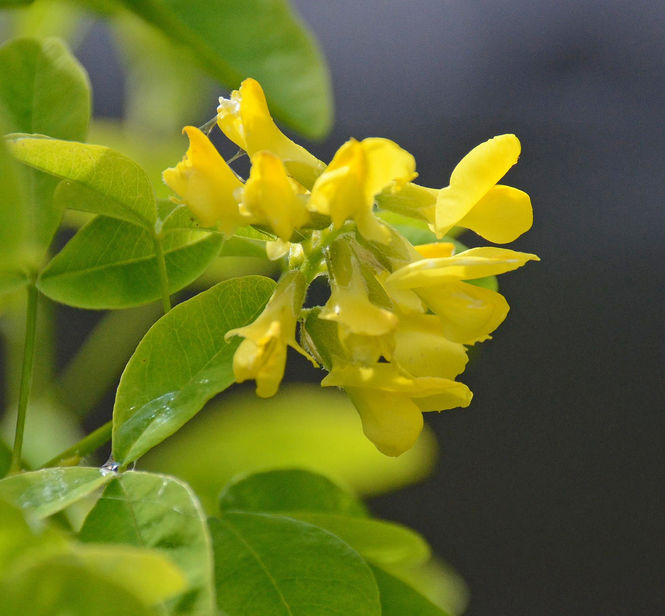 petteria-ramentacea.jpg ©Maurice Wilkins                                       