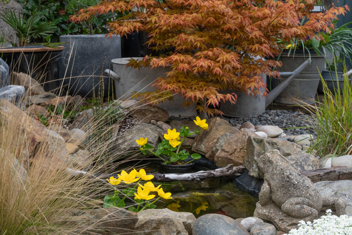 1 Alvah Terrace, pond