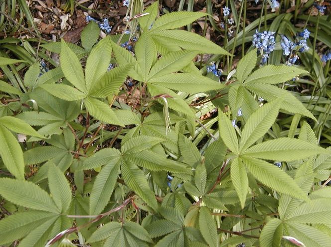 rubus-lineatus.jpg