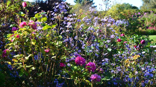 symphyotrichum-leave-calliope.jpg