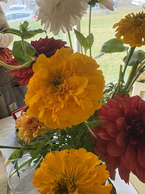 tagetes-giant-orange.jpg
