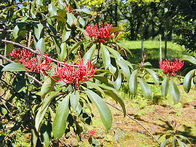telopea-truncata-achnacloich.jpg