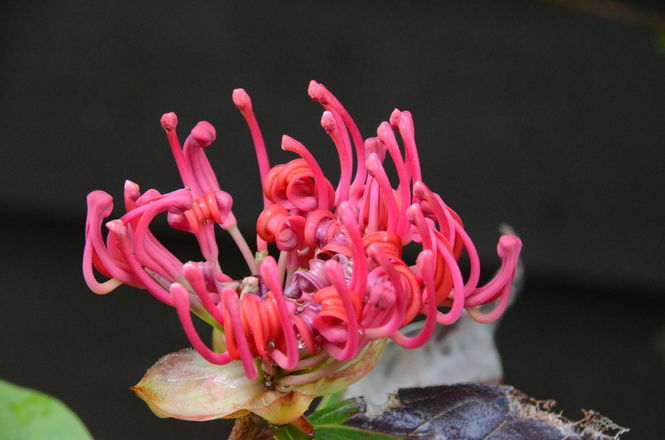 telopea-truncata.jpg ©Maurice Wilkins                                       