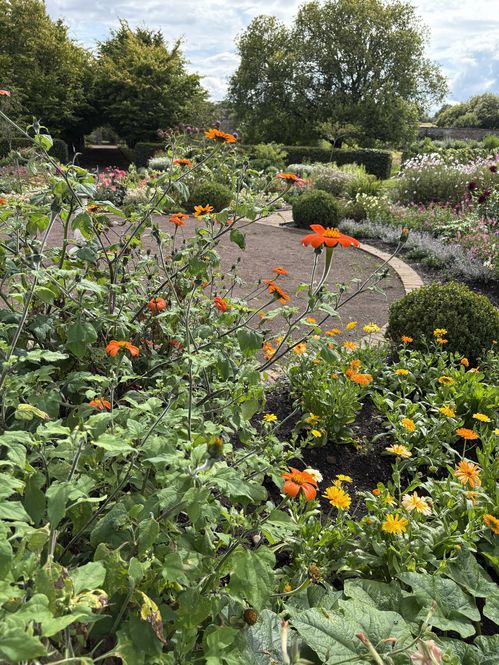 tithonia-rotundifolia-amisfield.jpg