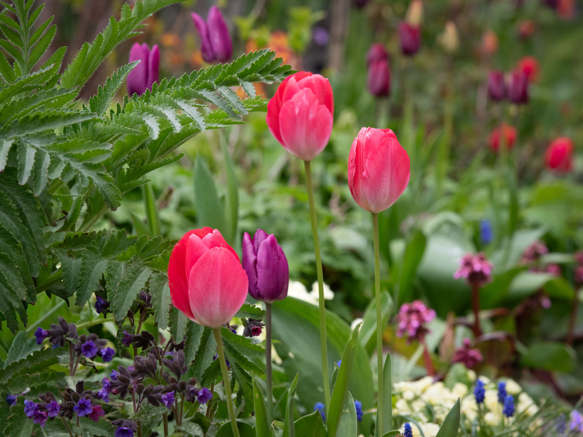1 Alvah Terrace, Tulips