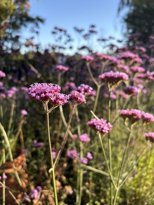 verbena-bonariensis.jpg