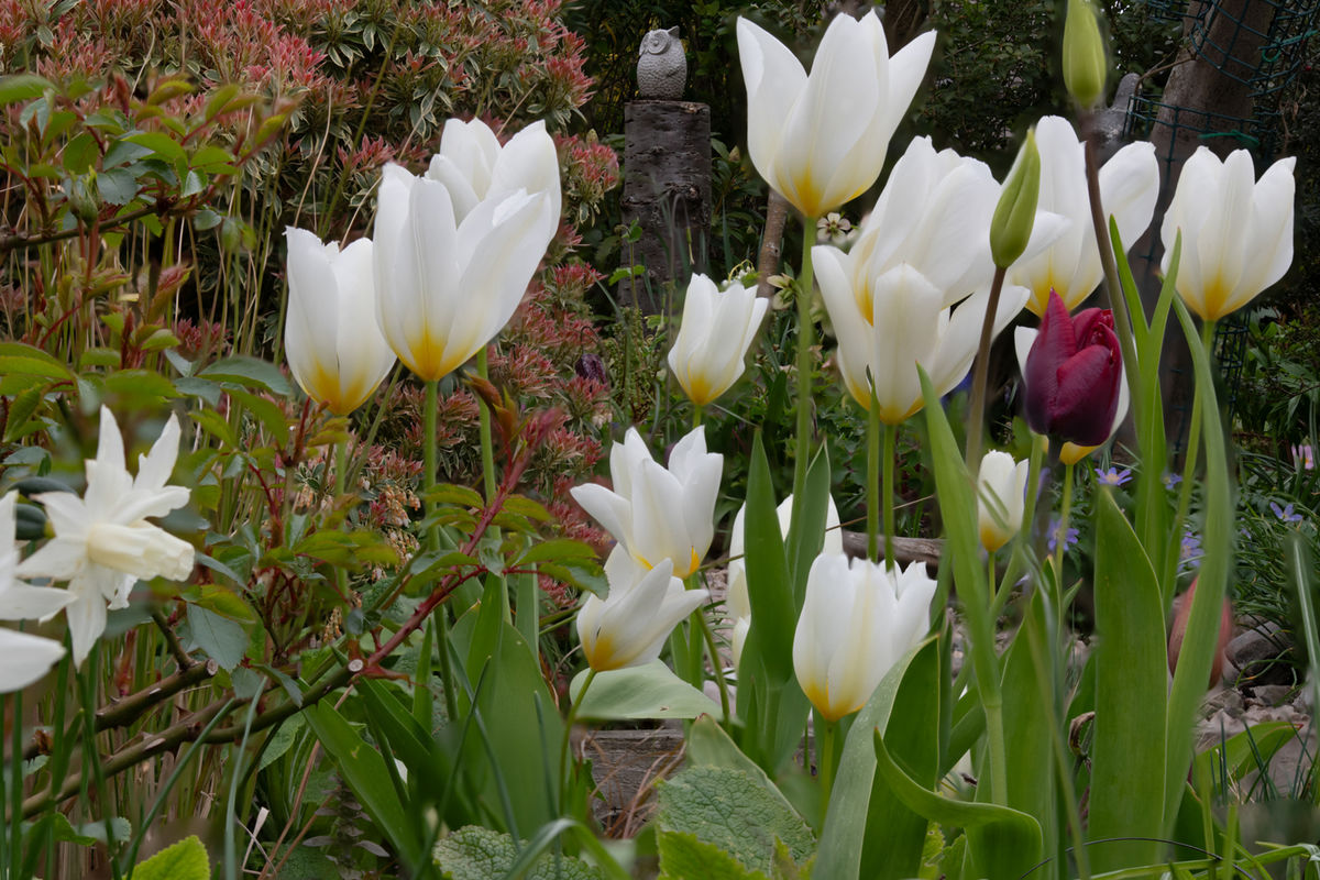 1 Alvah Terrace, white tulips