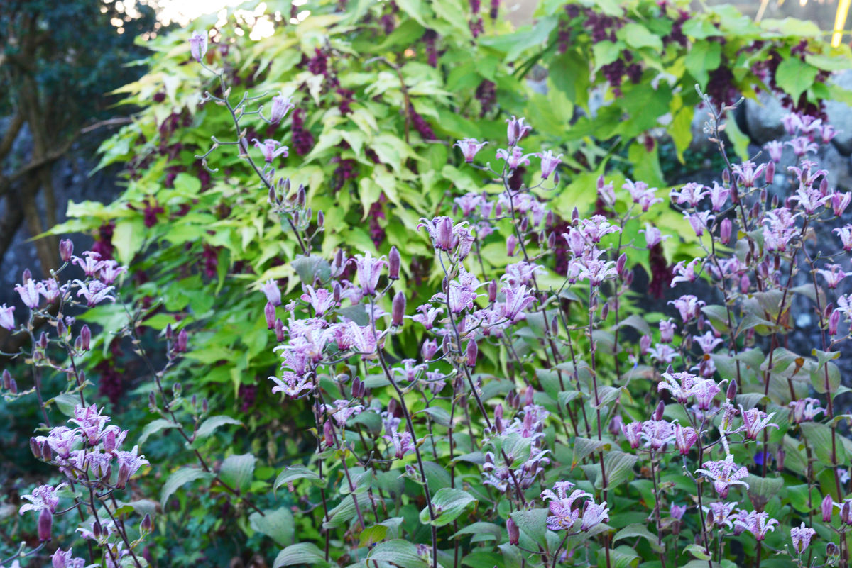 Willowhill