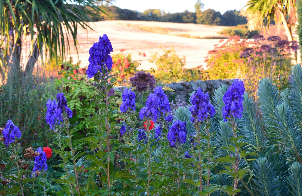 Willowhill