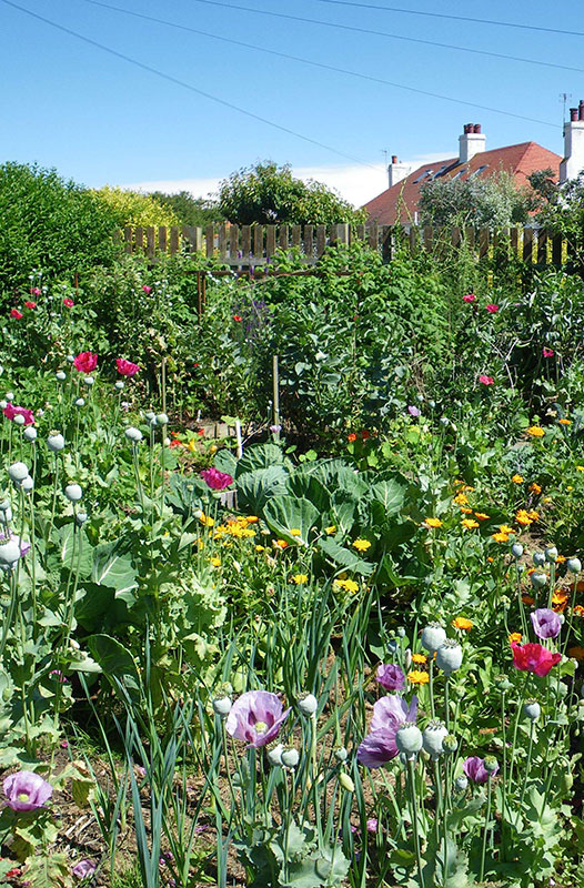 Pittenweem: Gardens in the Burgh