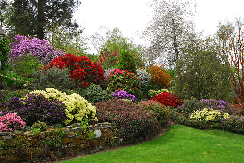 An array of rhododendrons at Bolfracks