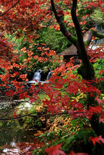 Stobo Japanese Water Garden