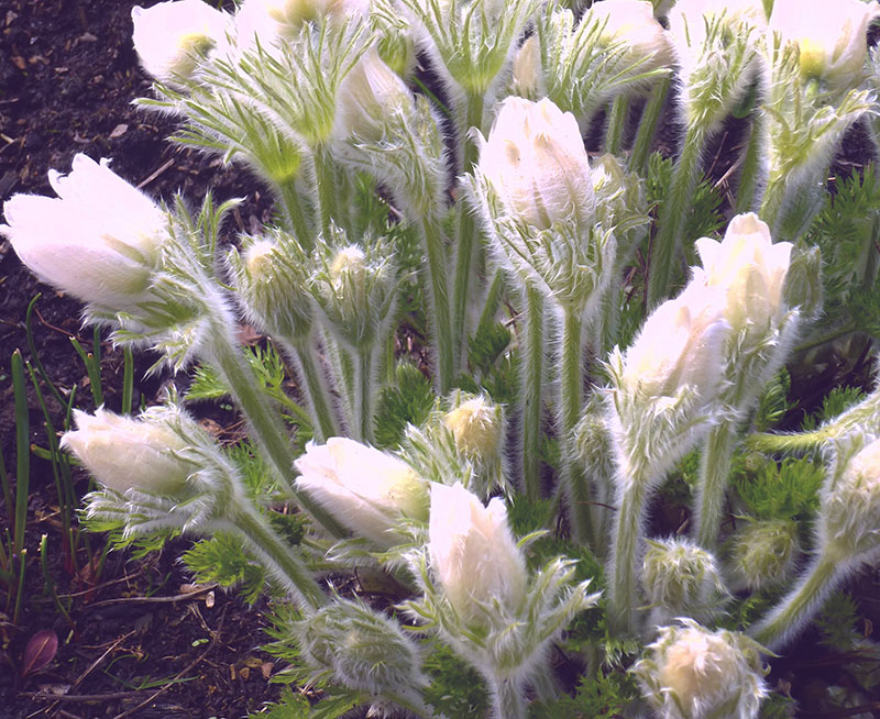 Pasqueflower (Pulsatilla)