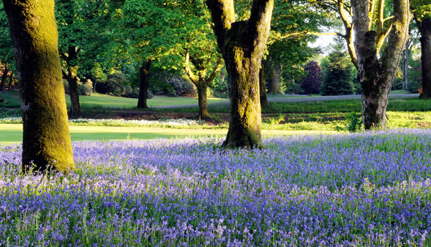 Swathes of bluebells at Dalswinton House