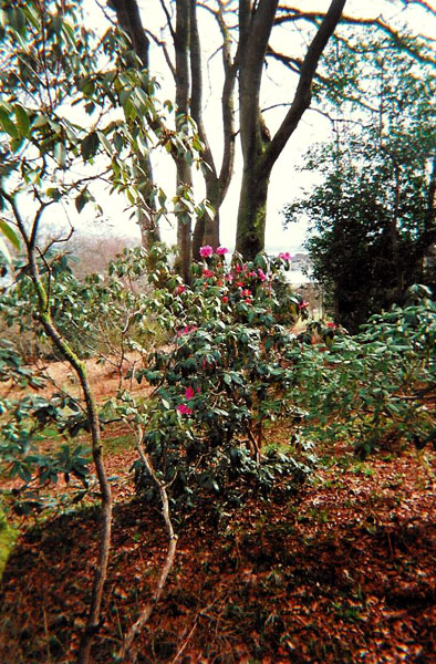 Kilarden