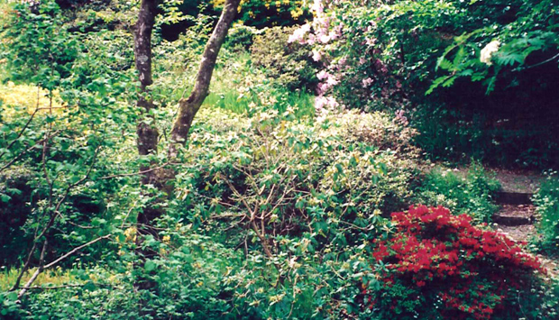 Maolachy's Garden