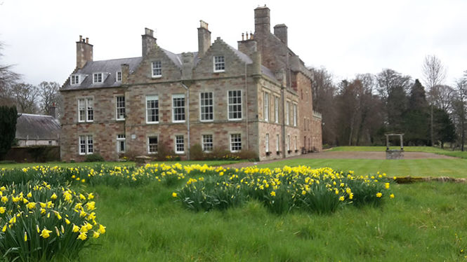 A carpet of daffodils at Bemersyde