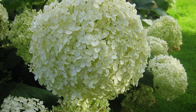 Kilmacolm Plant Sale