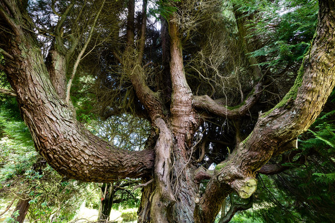 Craigengillan Estate and Scottish Dark Sky Observatory