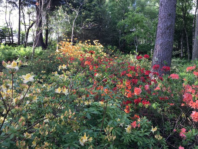 Inveryne Woodland Garden